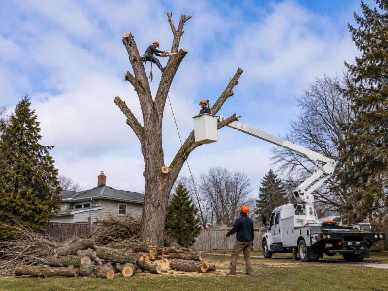 Birch Tree Removal in Reno, NV