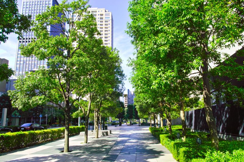 Before and After Pathway Clearing